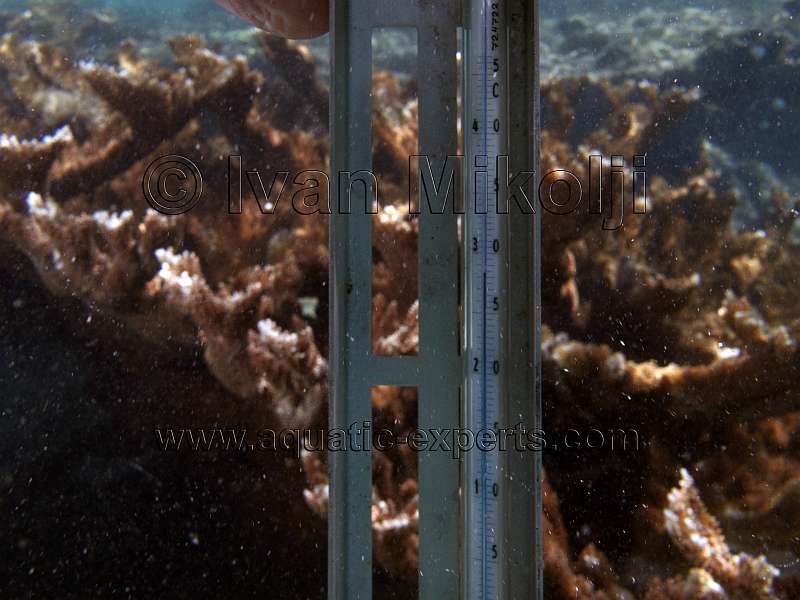 Corals habitat